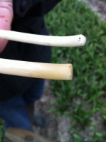 [Top is good stem , down is frost damage stem , foto 3.JPG]